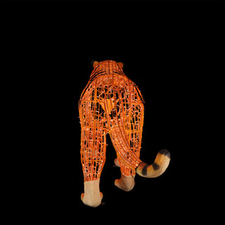 Tiger Walking