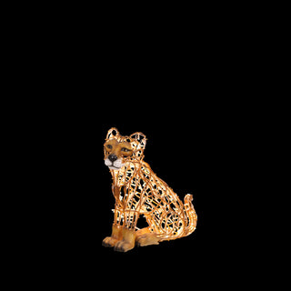 Lion Cub Sitting