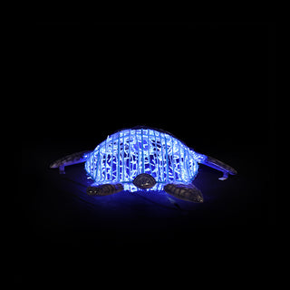 Turtle Swimming