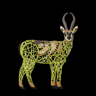 Gazelle Standing