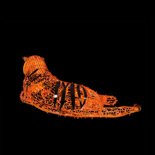 Tiger Laying