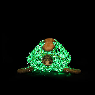 Turtle Standing